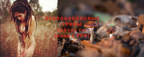 PSILOCYBIN Белокуриха