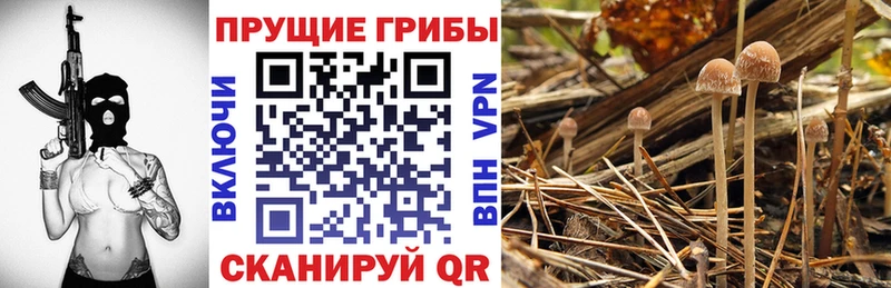 Галлюциногенные грибы прущие грибы  Высоцк 